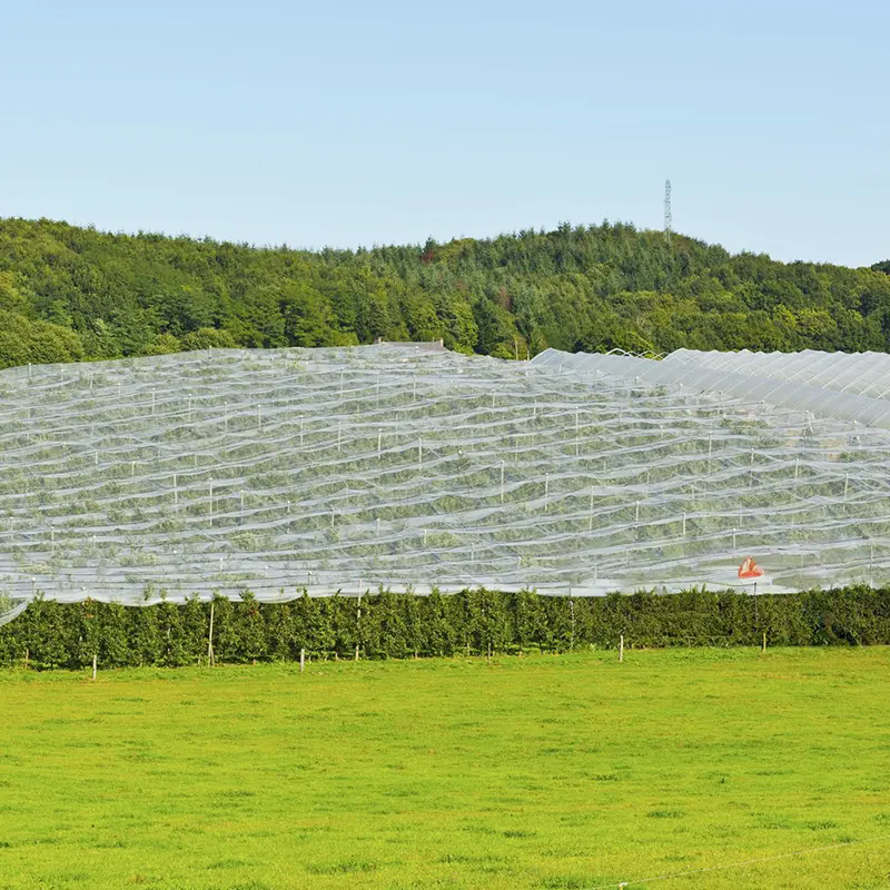 How Does Anti Hail Net Protect Your Crops and Boost Farm Productivity?